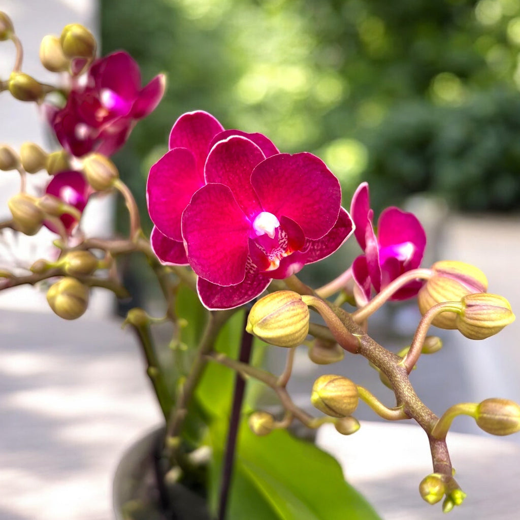 Phalaenopsis Sogo Crimson