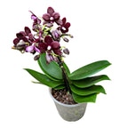 Phalaenopsis Natsume's Berry - wasachtige bloemen