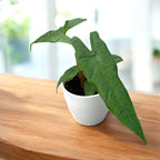 Alocasia sp. Sulawesi 'Vihreä Matto'