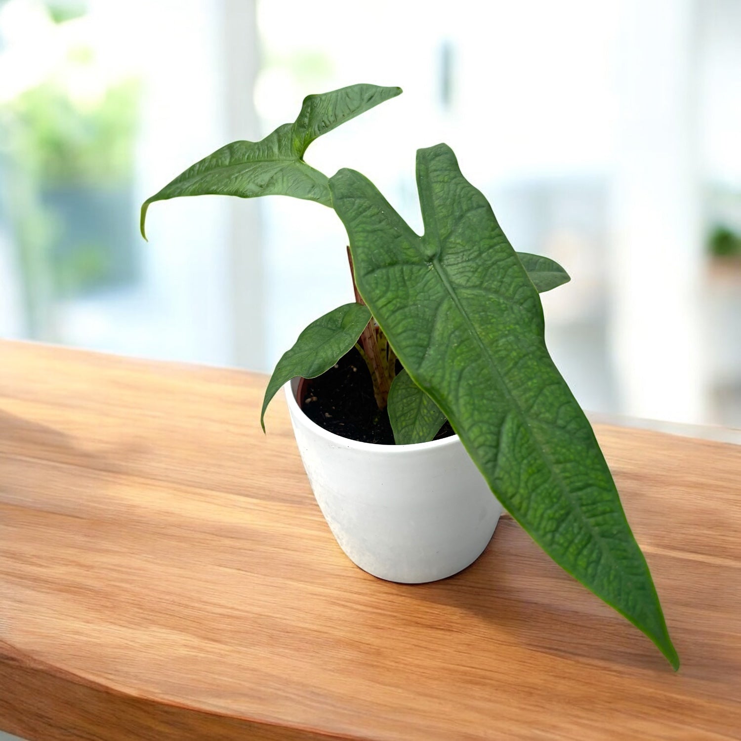 Alocasia sp. Sulawesi 'Green Carpet'