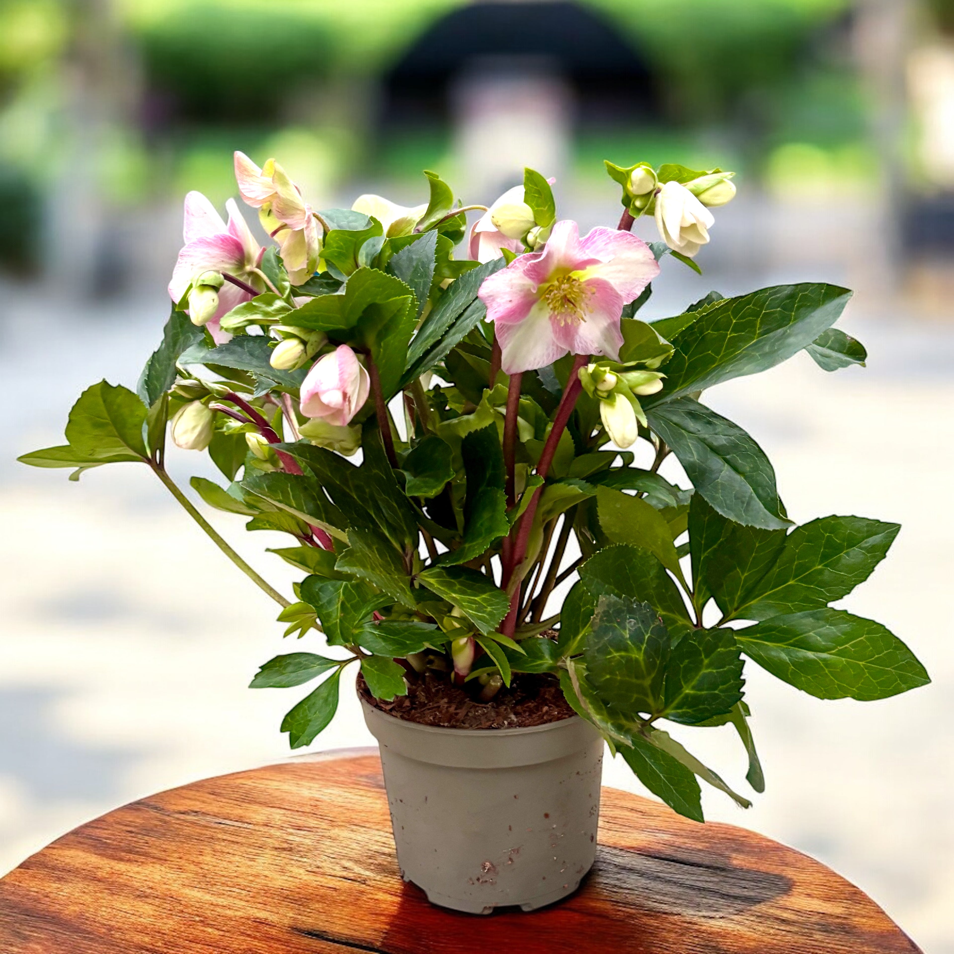 Helleborus Spring Princess (spanz de iarna) - flori XL