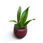 Bc. Keowee 'VI Galaxy' AM/AOS parfumée