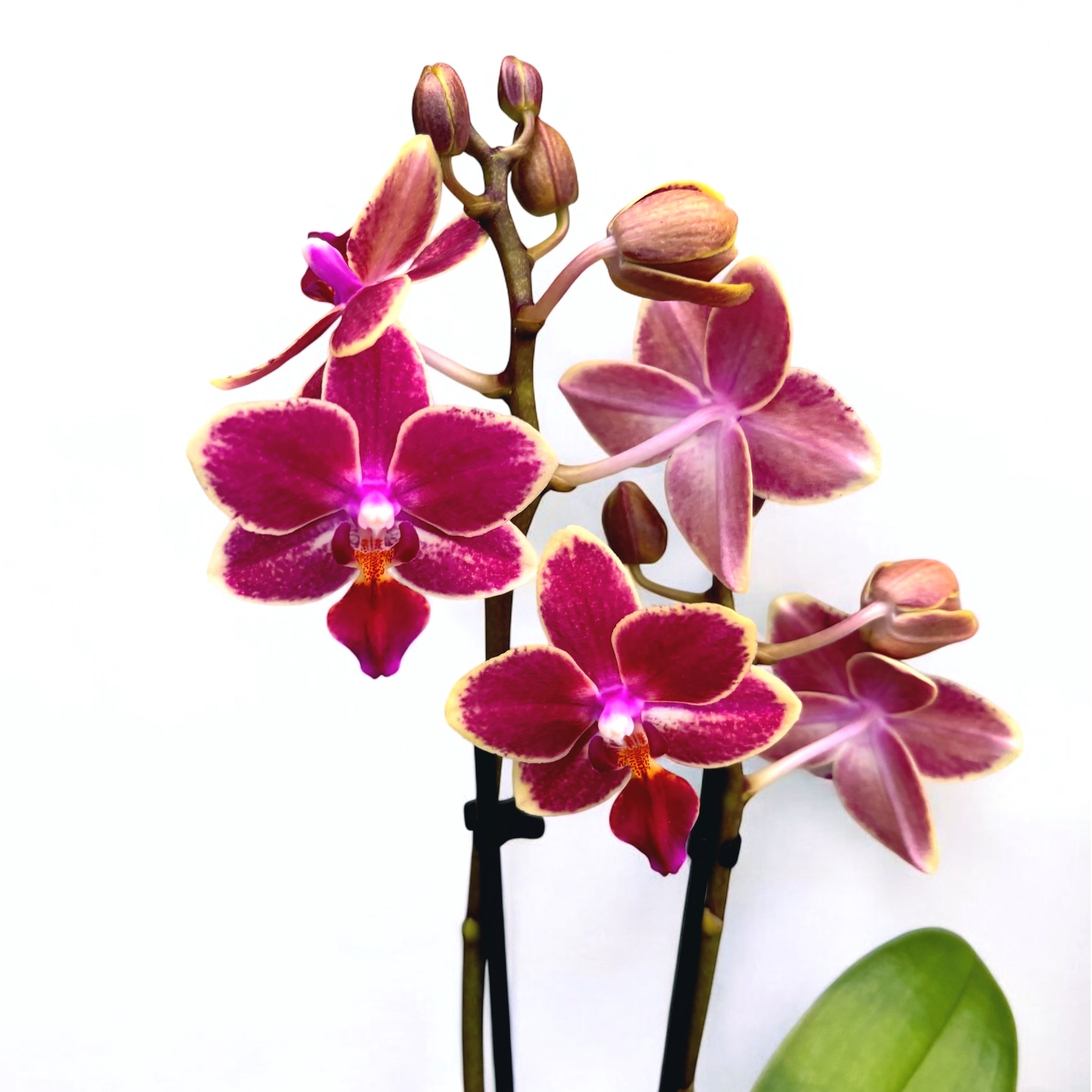 Phalaenopsis Kyra *duftend