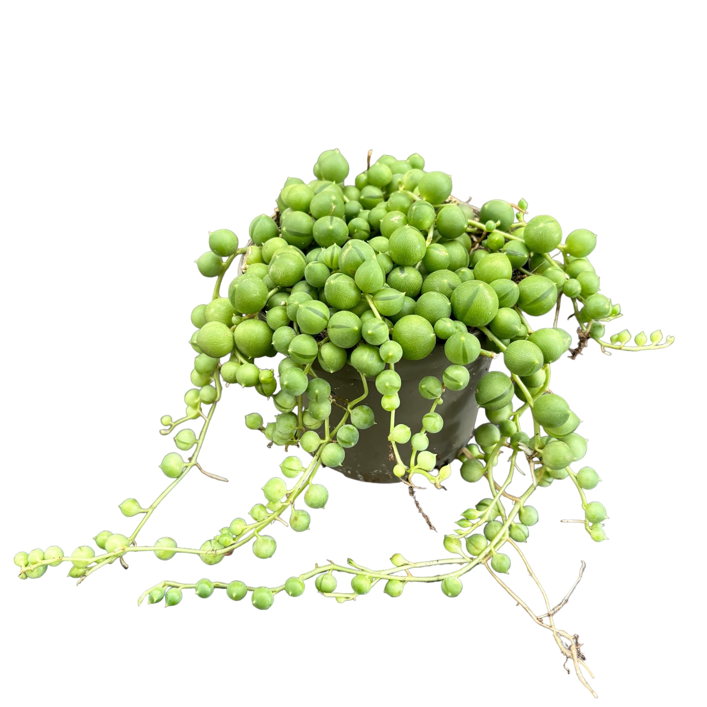 Senecio rowleyanus (sirag de perle) D8