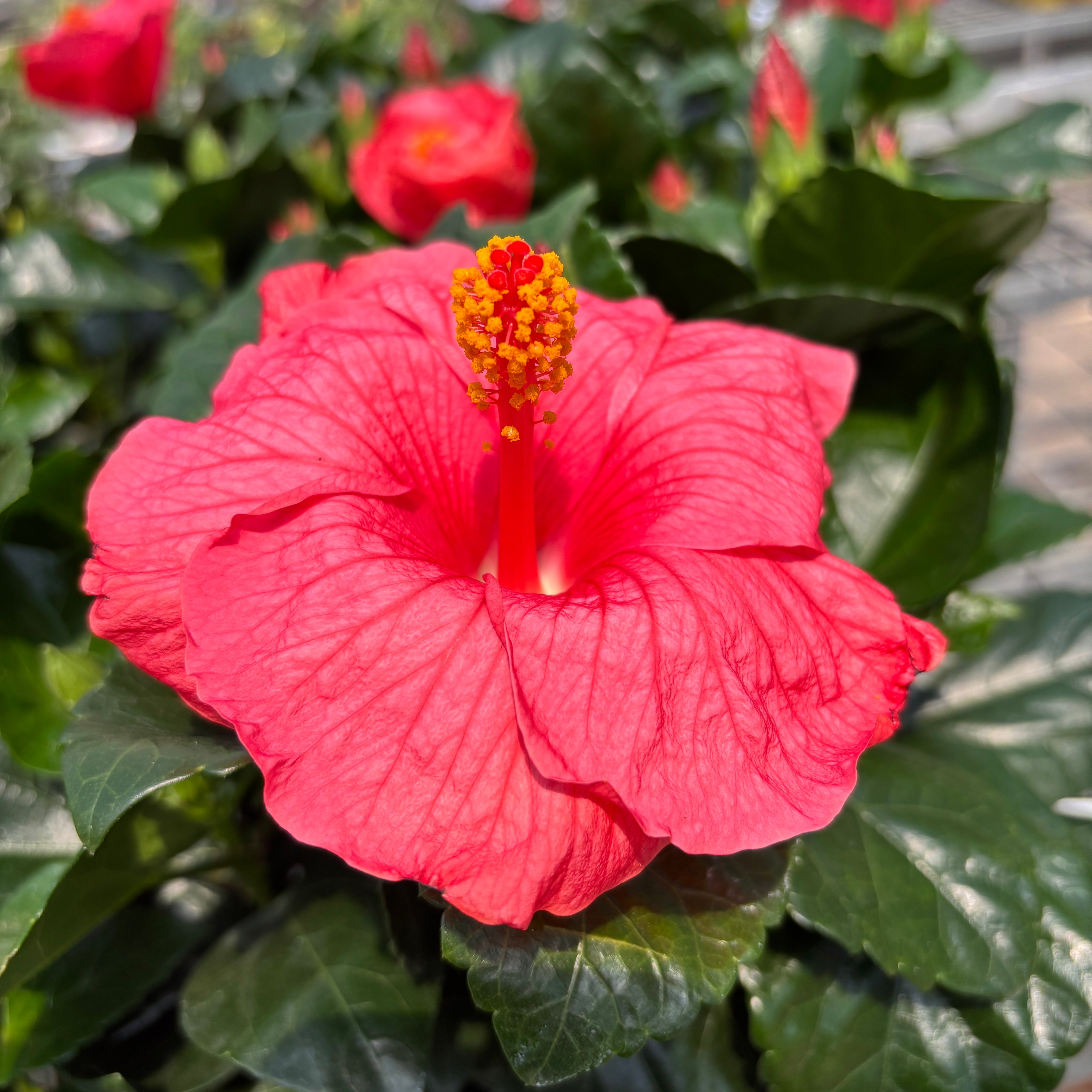 Hibiscus rosa-sinensis ‘Kandy’ - Japán rózsák rózsaszín virágokkal