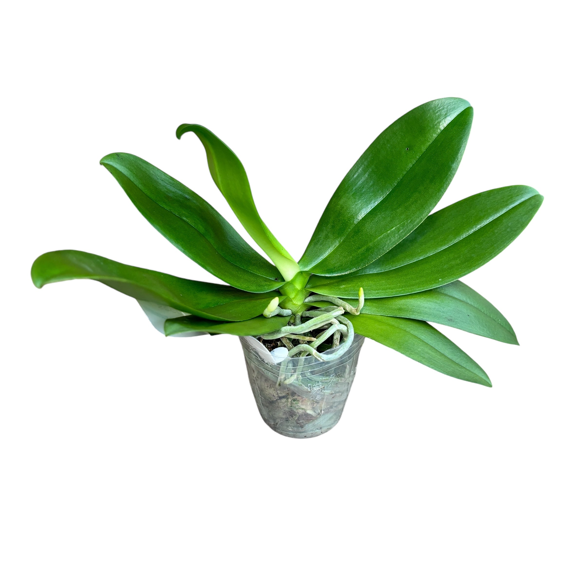 Phalaenopsis Maysang Black Boy '3145' (peloric) - flori parfumate