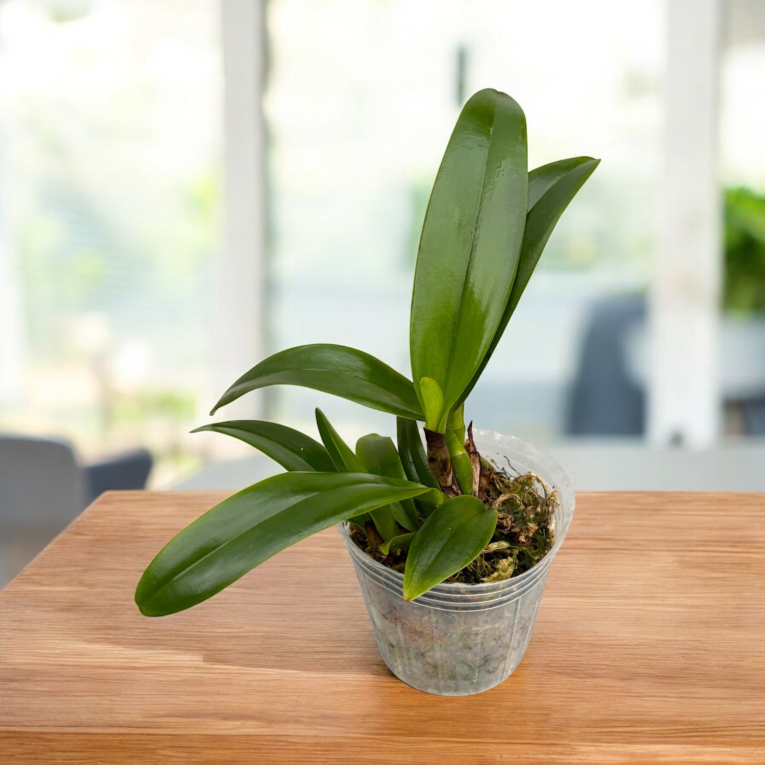 Rth. Fu Shu Glory 'Happy Holiday'