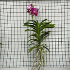 Vanda Pakchong Rose (Ansu)