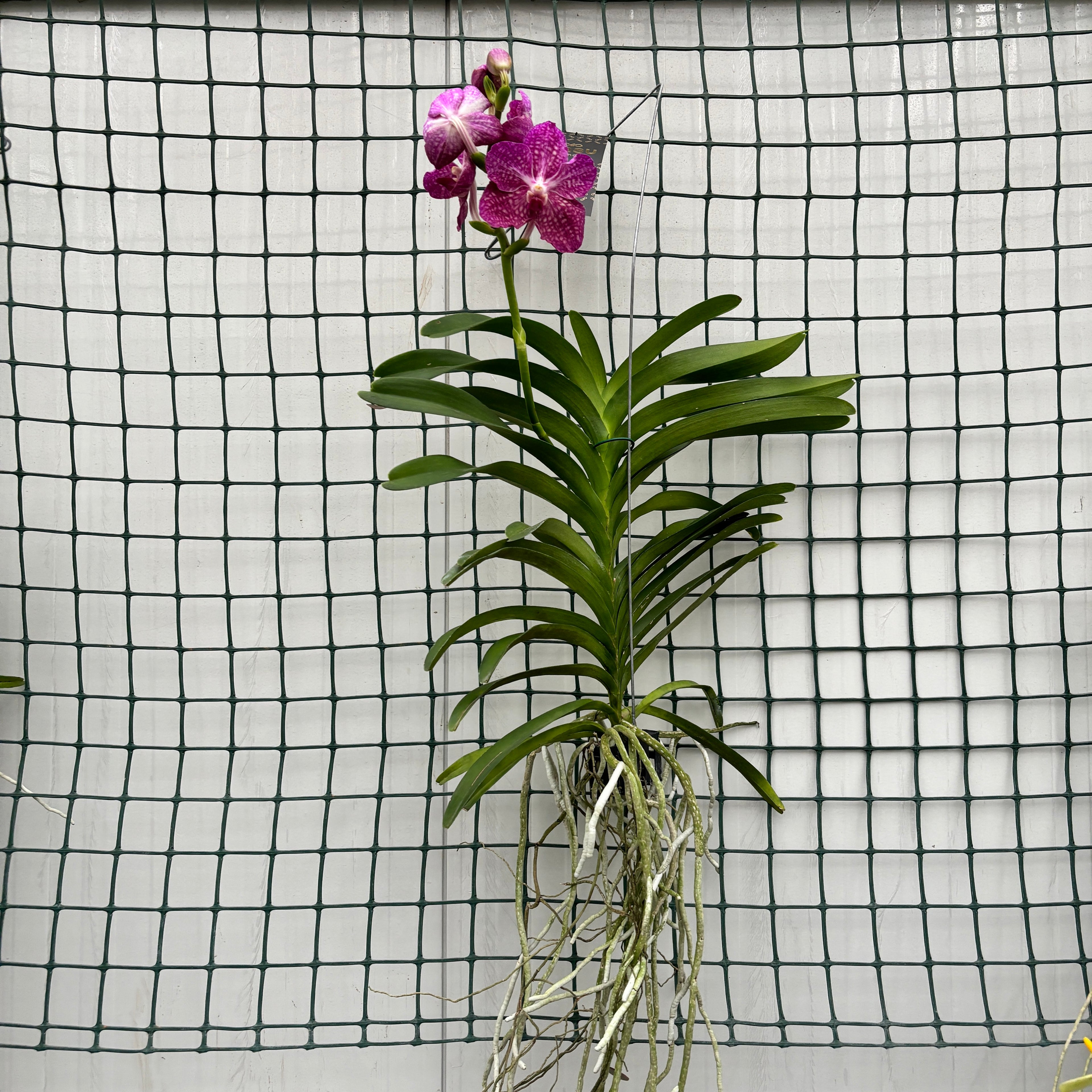 Vanda Pakchong Pink (Ansu)