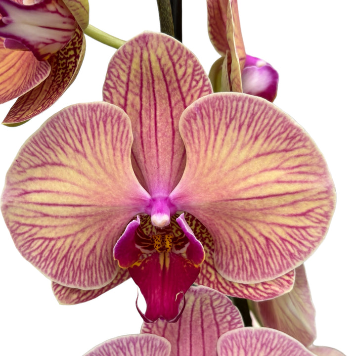 Phalaenopsis Golden Leopard 