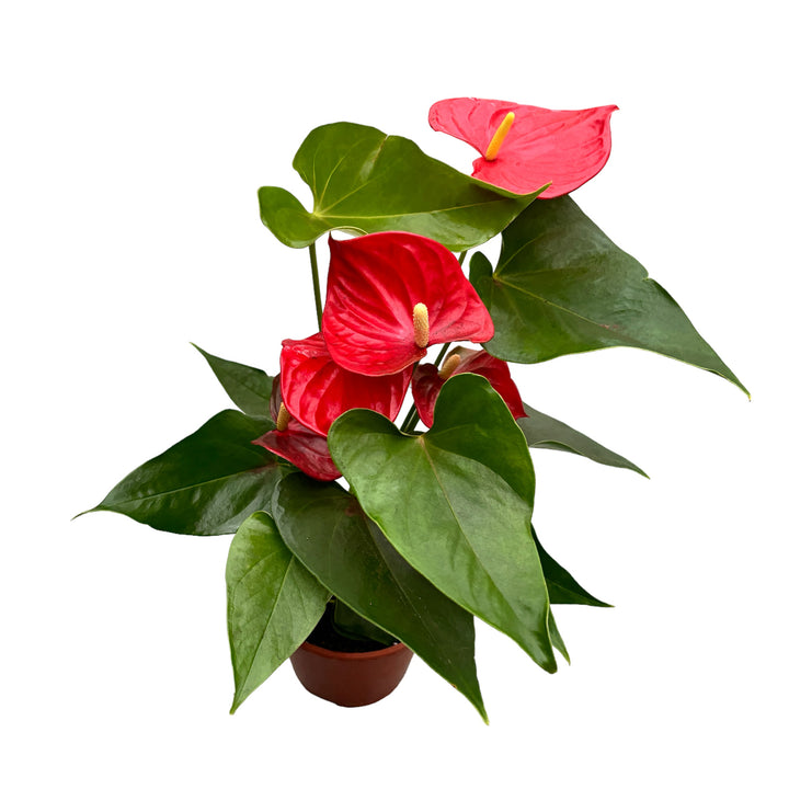 Anthurium 'Casparo Red’