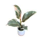 Ficus elastica Tineke (bab növény)