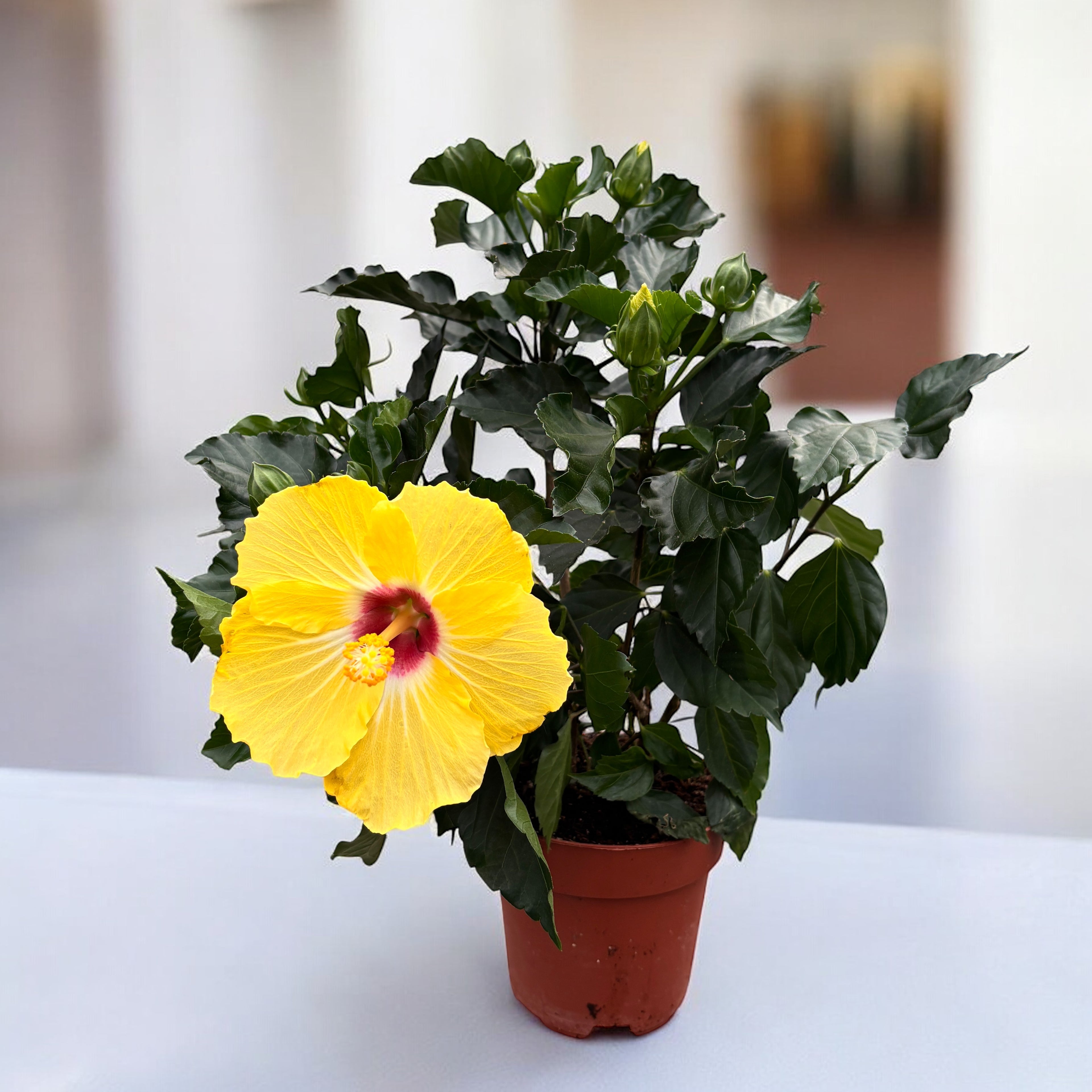 Hibiscus Fiori Grande 'Aveiro' - nagy virágú sárga-narancssárga japán rózsák