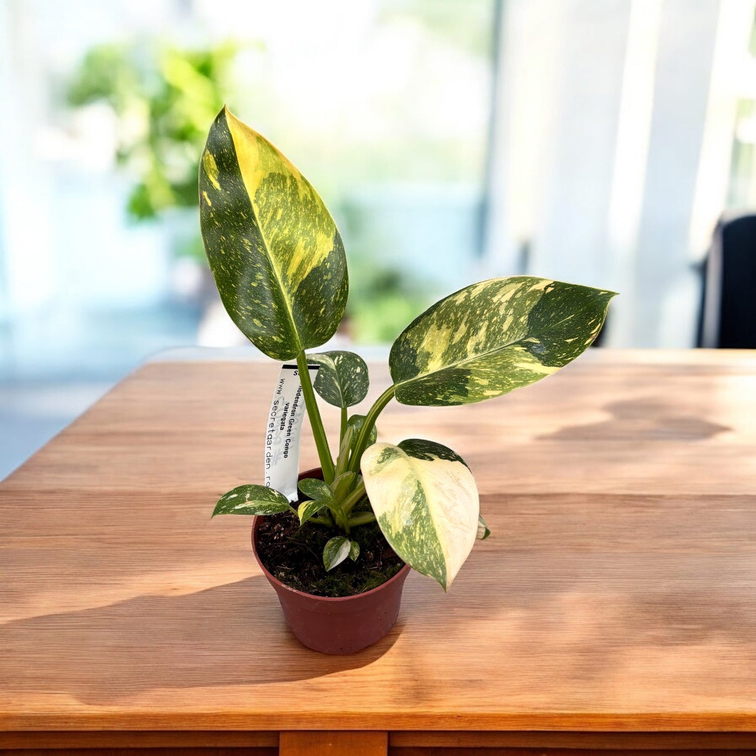 Philodendron Green Congo Variegata - unicat