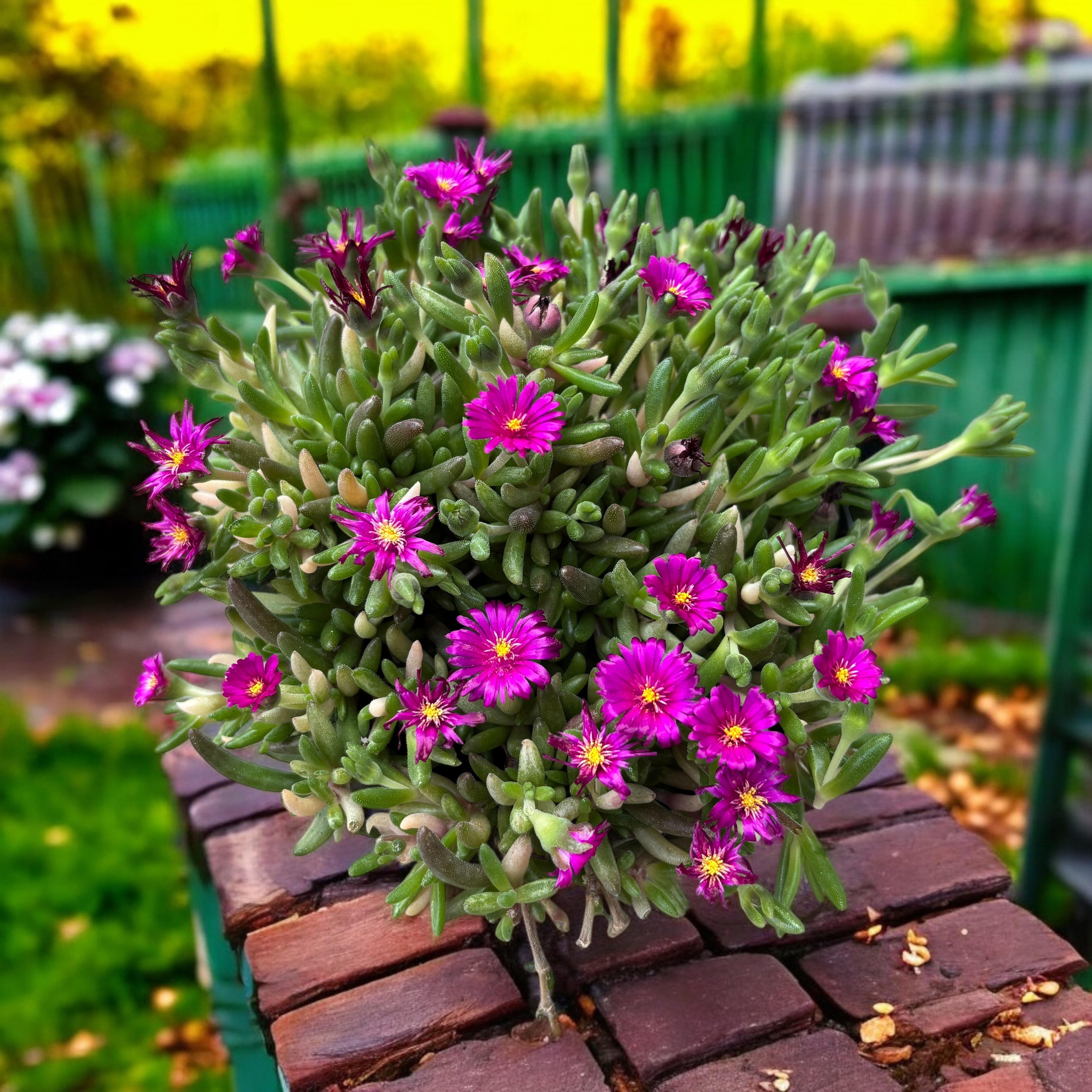 Delosperma cooperi ‘Lido Magenta’ (floarea de gheata)
