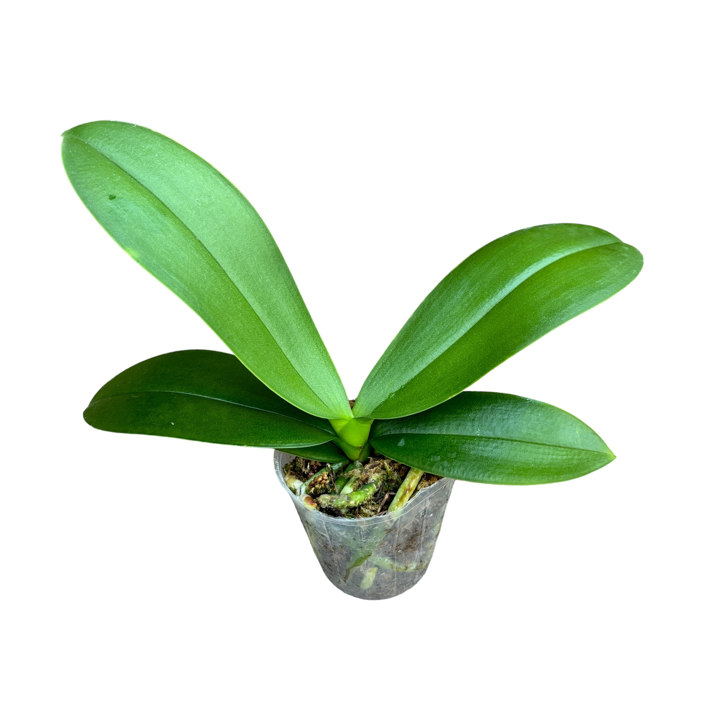 Phalaenopsis Charming Crystal Water '1288' - big lip