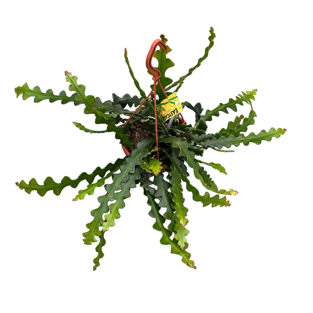 Selenicereus anthonyanus (Cryptocereus anthonyanus)