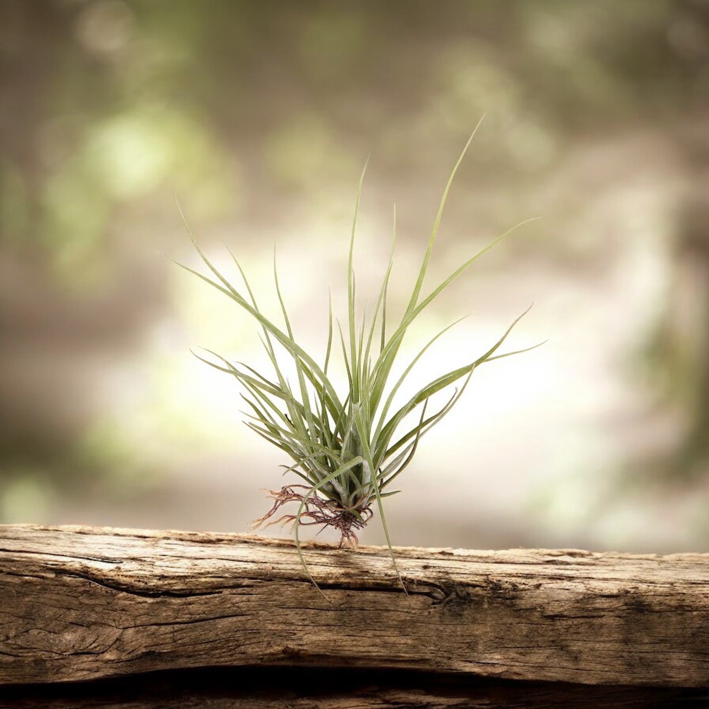 Tillandsia rectifolia - planta aeriana cu frunzis argintiu si flori roz-violet delicate