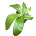 Phalaenopsis violacea var. indigo red 'MIKI' *illatos