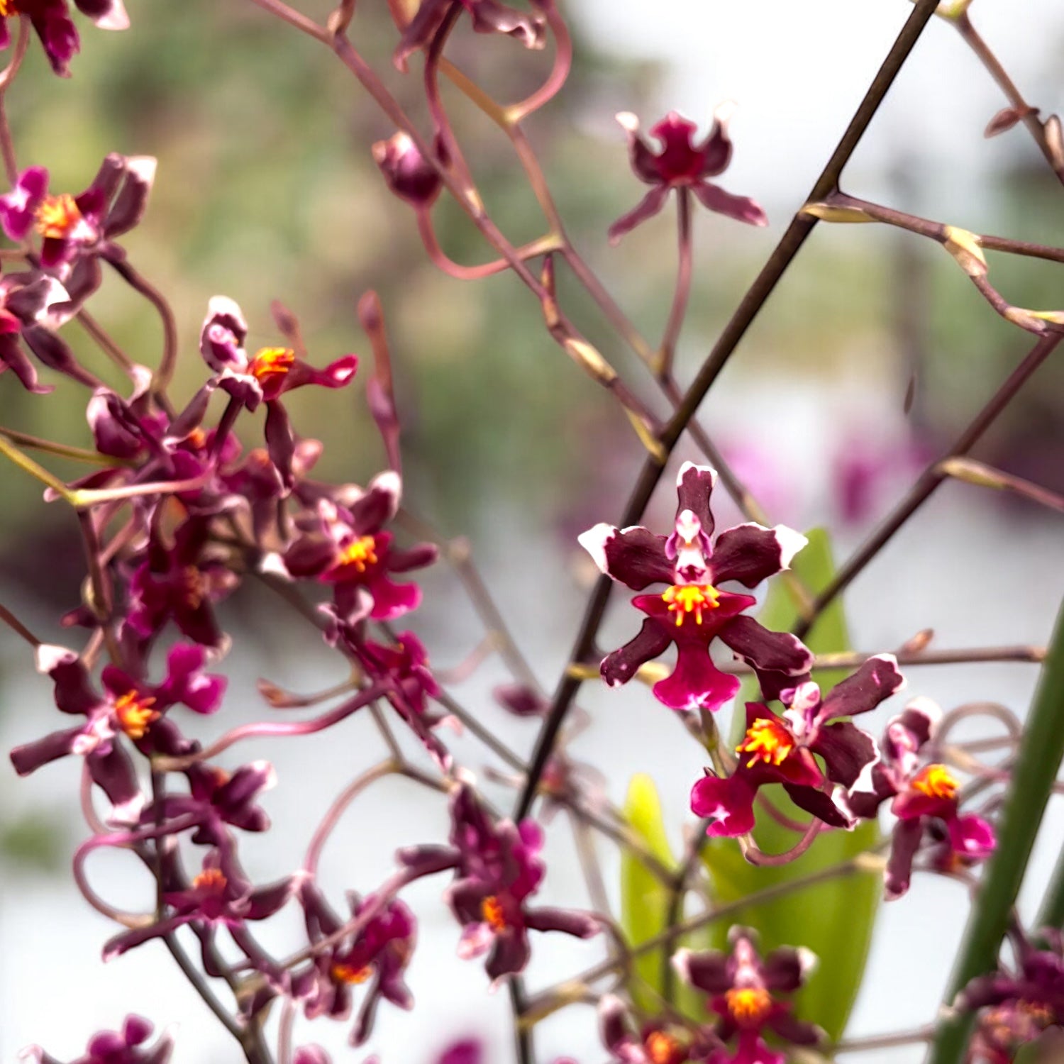 Oncidium Jairak Fragrance 'Chocolat' (fleurs parfumées)