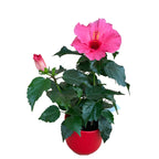 Hibiscus rosa-sinensis 'Adonis' - Trandafir japonez cu floarea mare (2 plante/ghiveci)