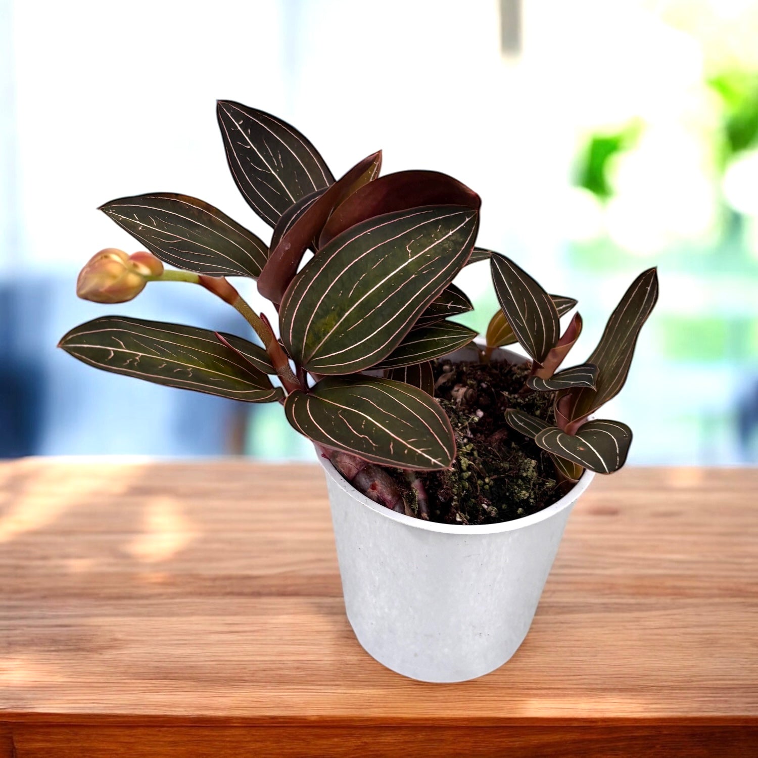 Ludisia discolor (orhideea bijuterie) D9