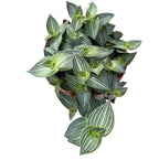 Tradescantia Toundra