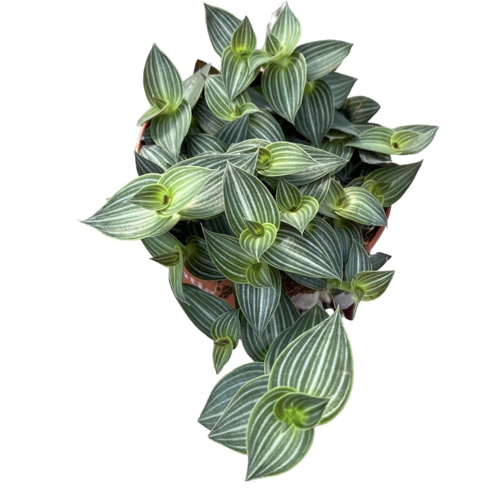 Tradescantia Toundra