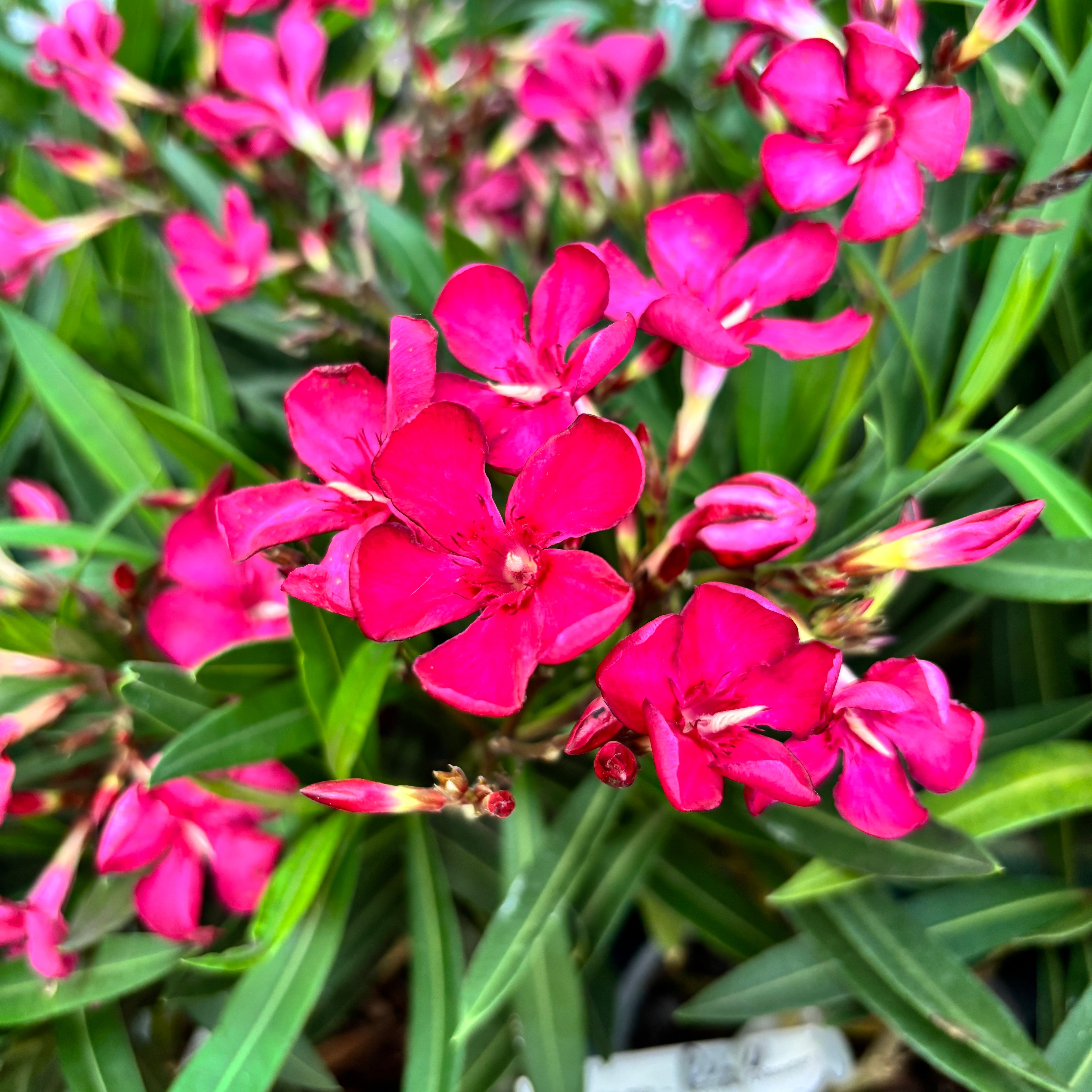 Leandru rosu - ciclam (Nerium Olander) – Secret Garden Plant Shop