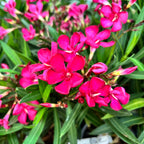 Червен олеандър - циклам (Nerium Olander)