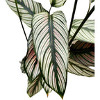 Calathea majestica Whitestar D19