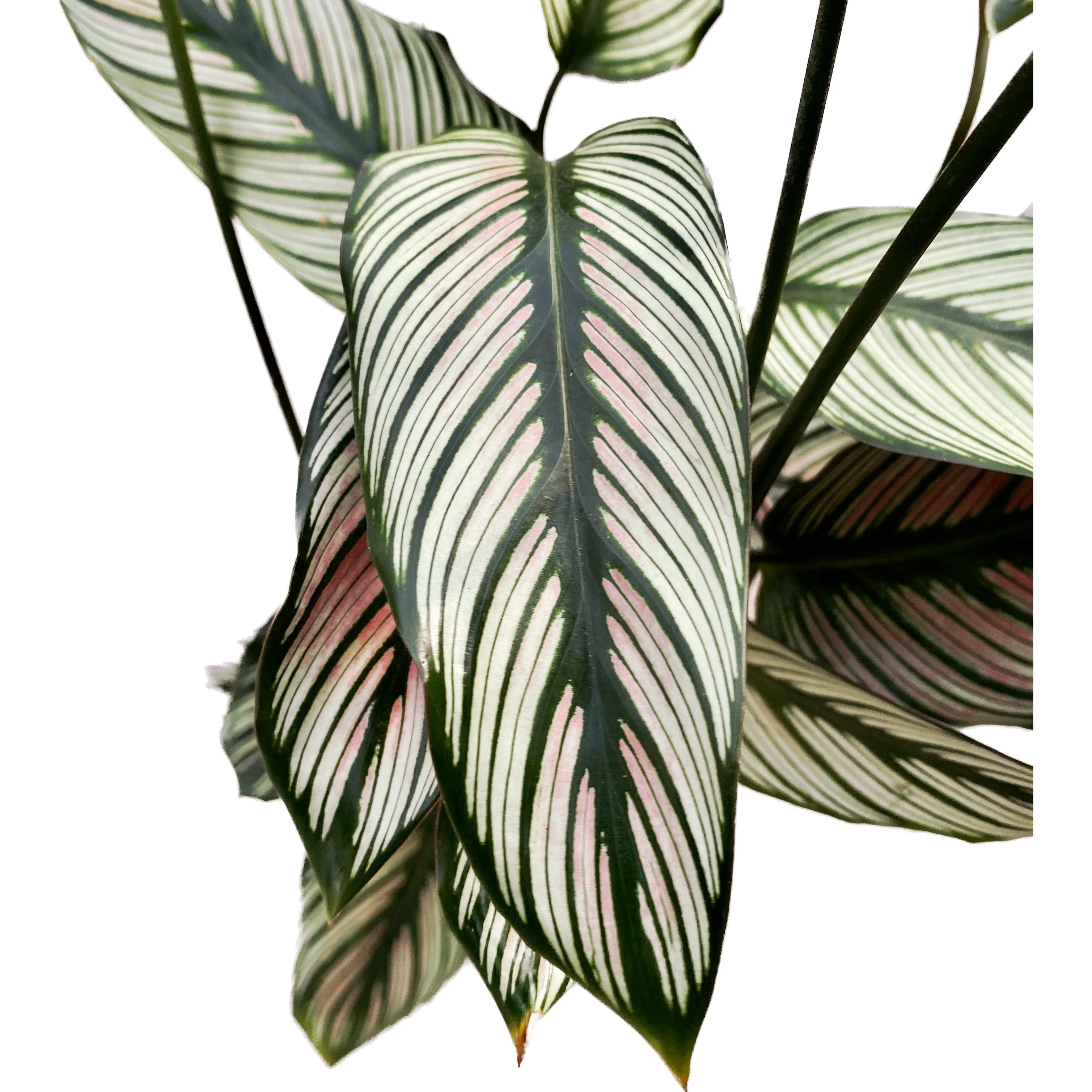 Calathea majestica Whitestar D19