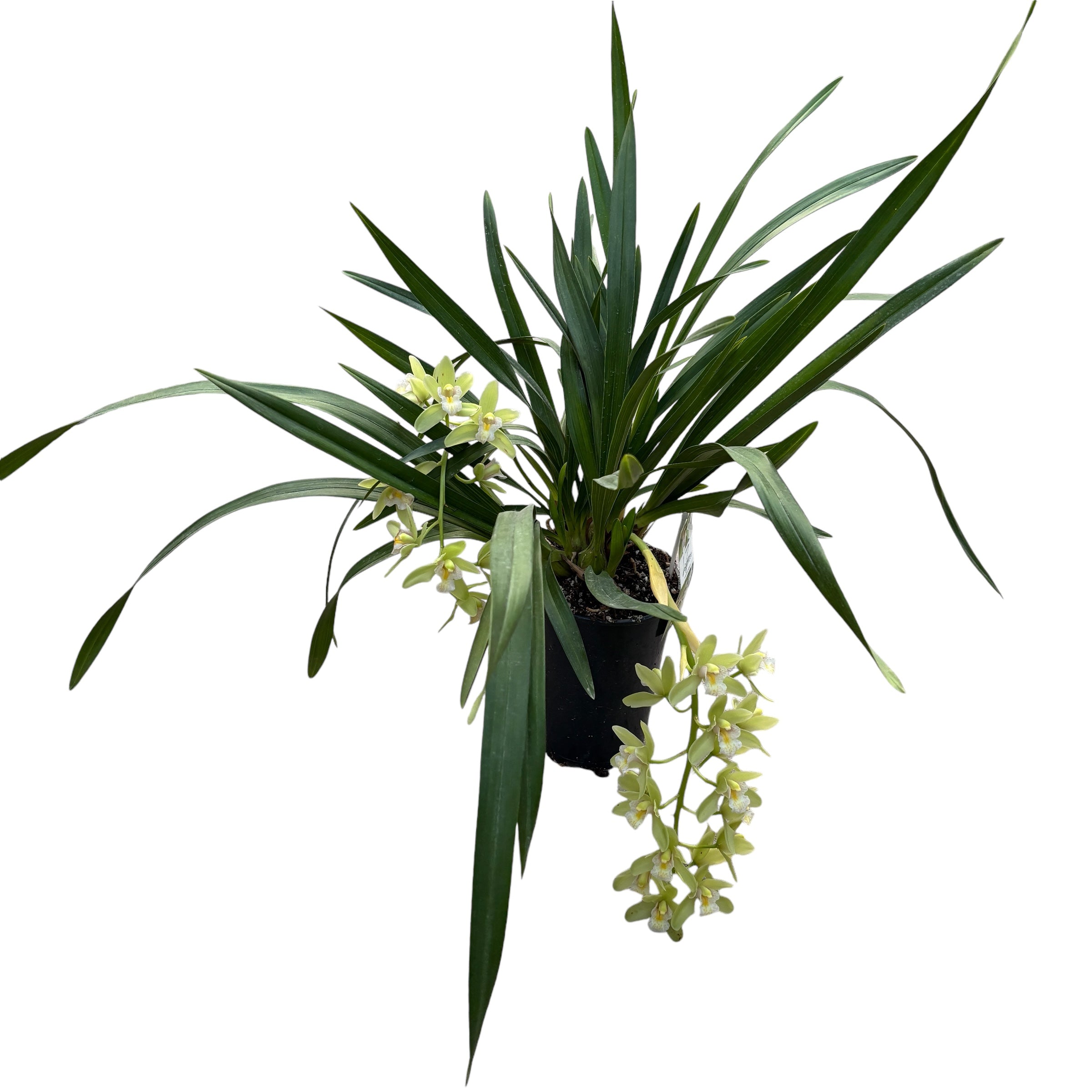 Cymbidium Sarah Jean 'Jennifer' (curgator)