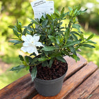 Gardenia Jasminoides 'Fool Proof' (rezista si in gradina) - flori intens parfumate