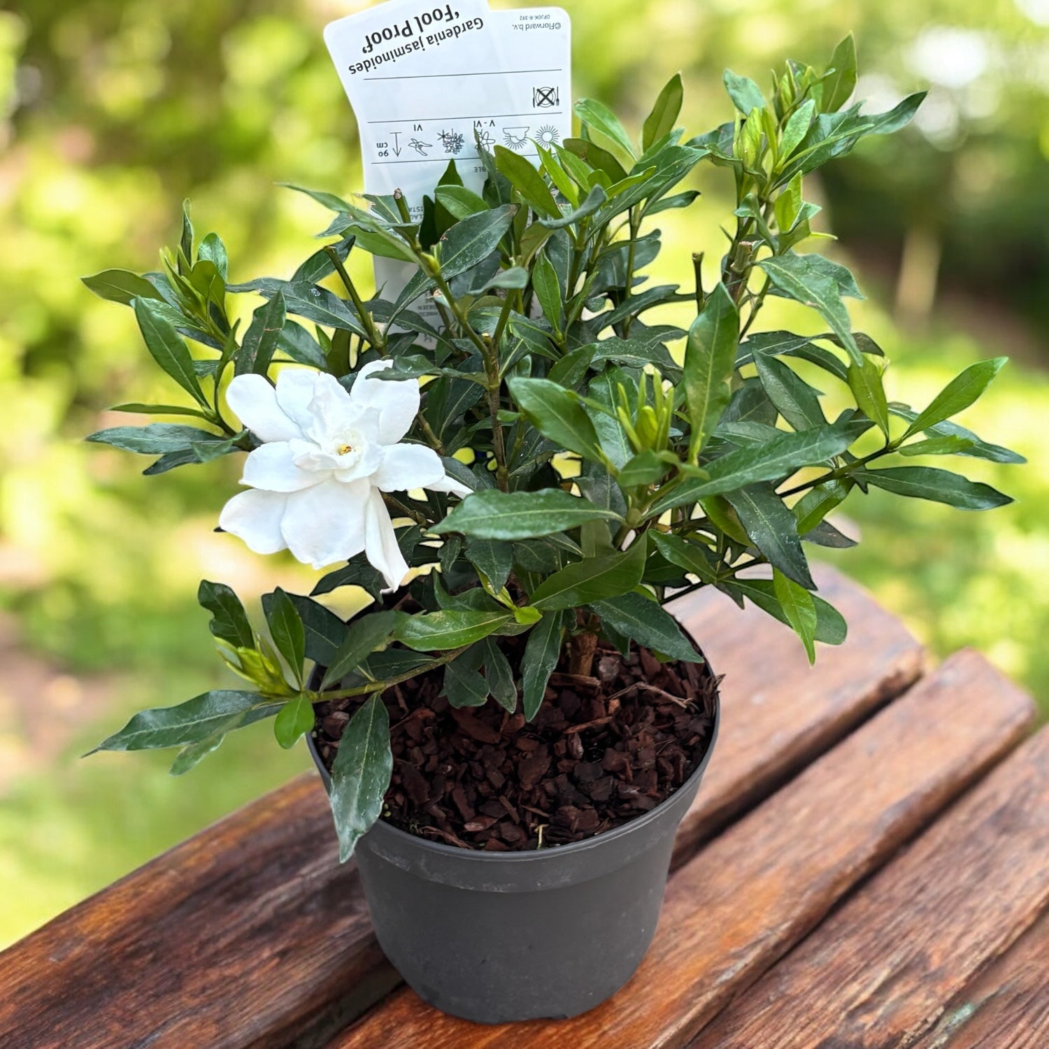 Gardenia Jasminoides 'Fool Proof' (rezista si in gradina) - flori intens parfumate