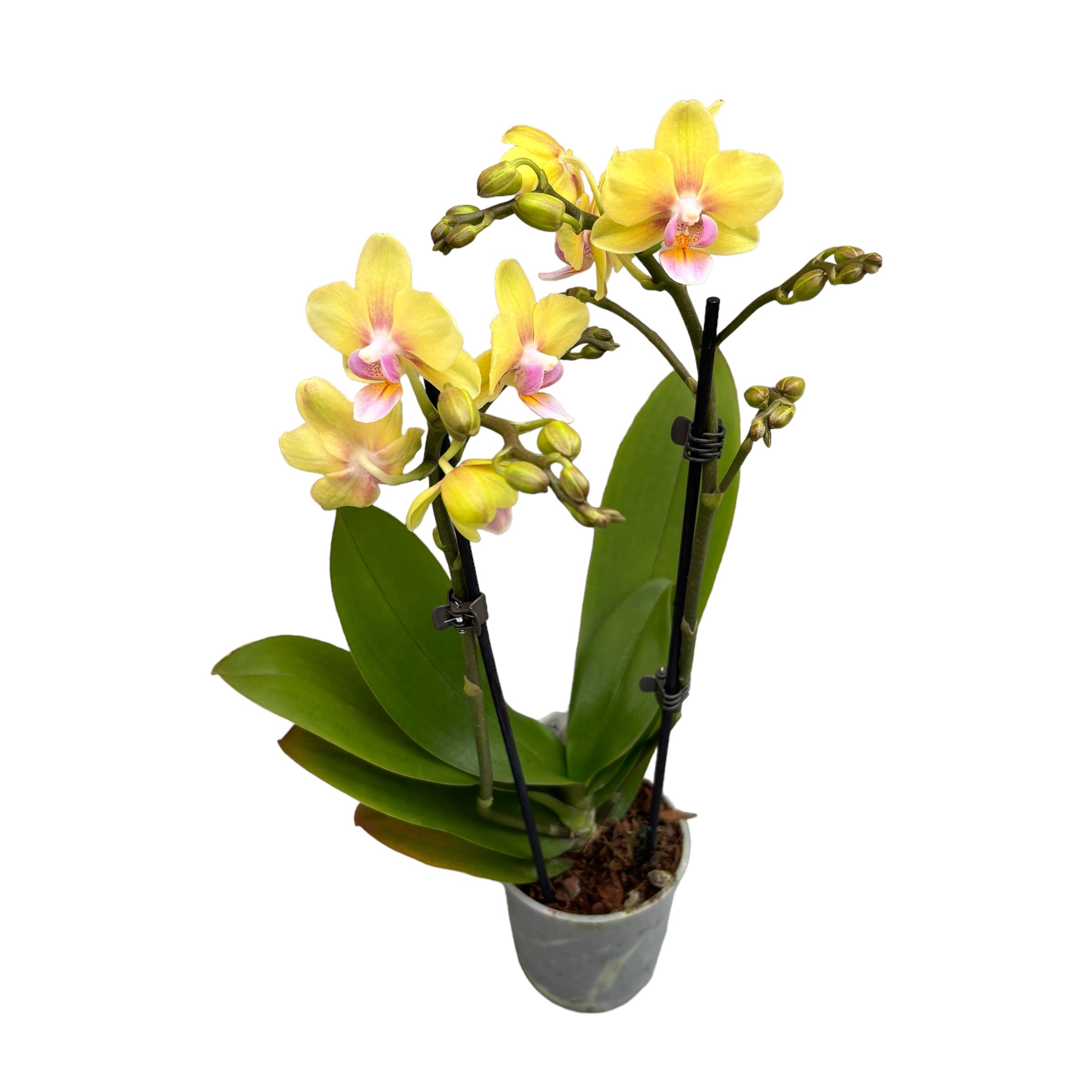 Phalaenopsis Sole Giallo D9