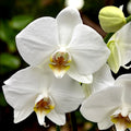 Phalaenopsis Anthura Leeds