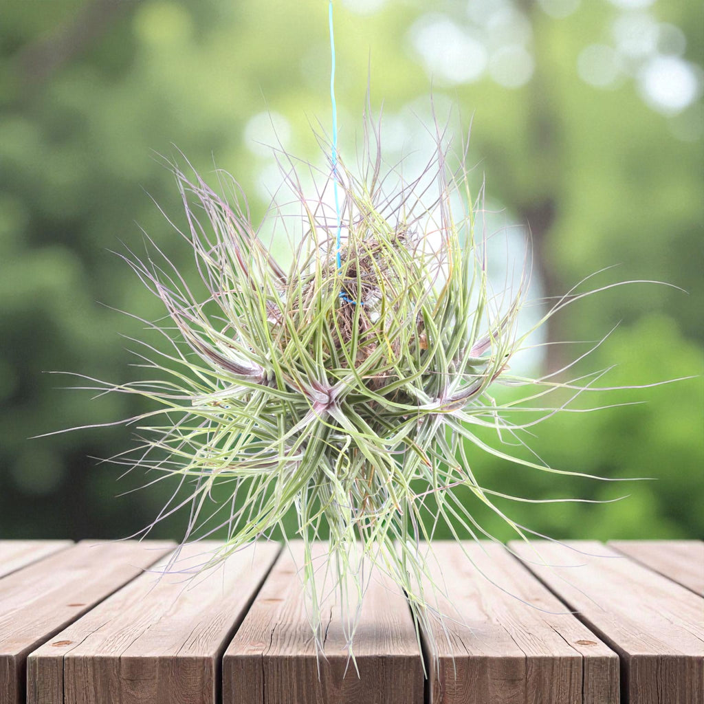 Planta aérea Tillandsia Schiedeana en grupos