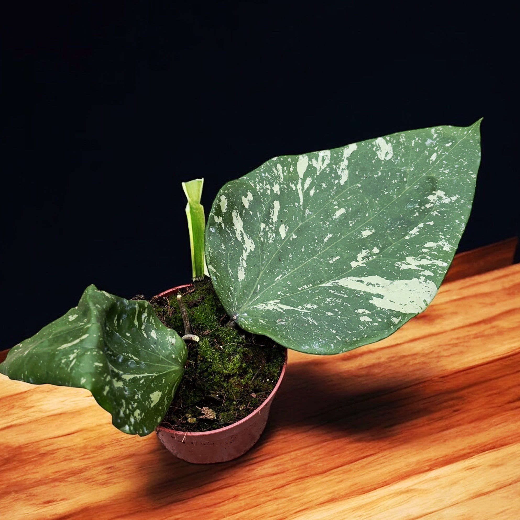 Hoya sp. Padang Sidempuan - frunze uriase