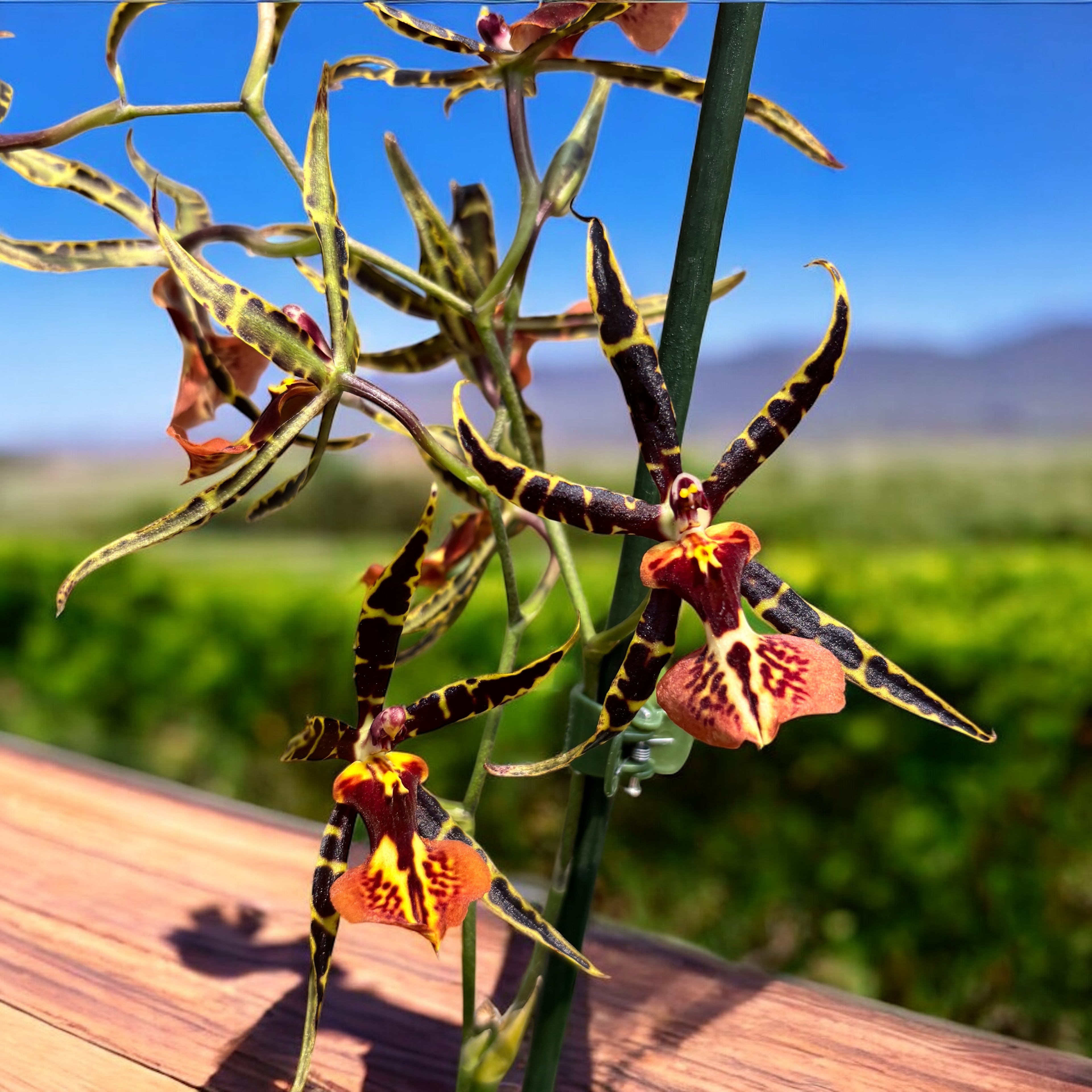 Cambria speciala parfumata - unicat