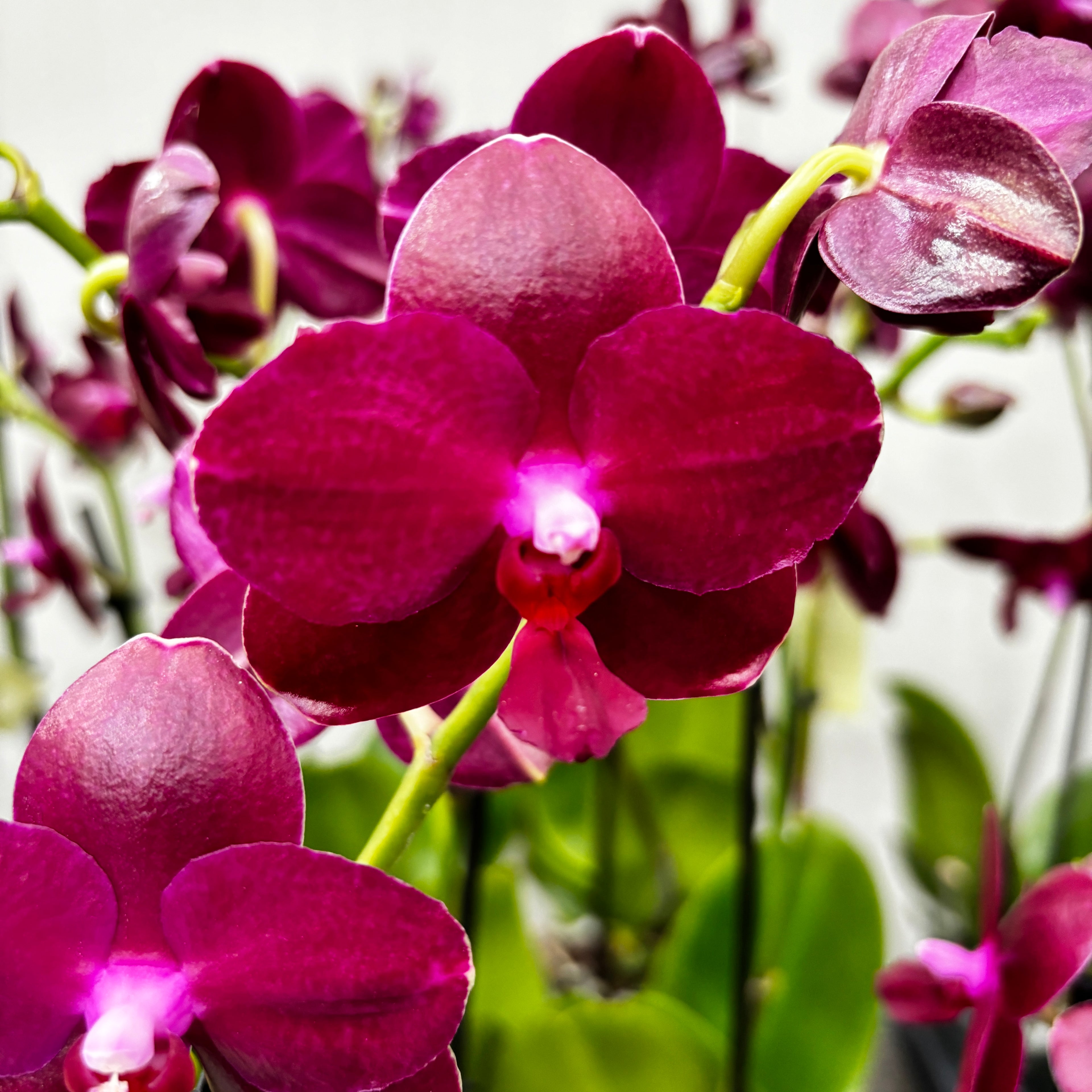 Phalaenopsis Sogo Relex - flori cerate parfumate (NL)