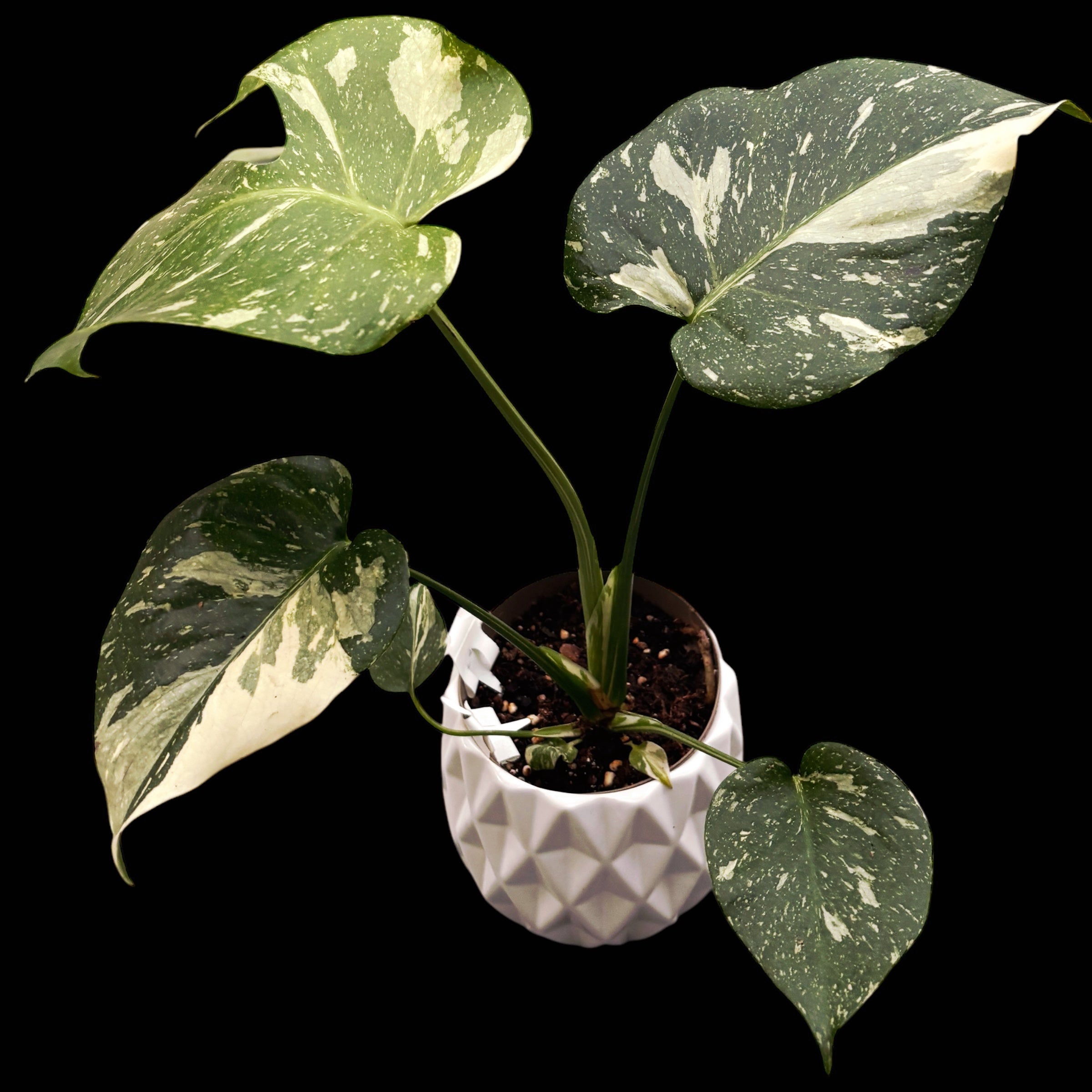 monstera constelación Monstera Thai Constelación (MTC#23) – Secret Garden Plant Shop