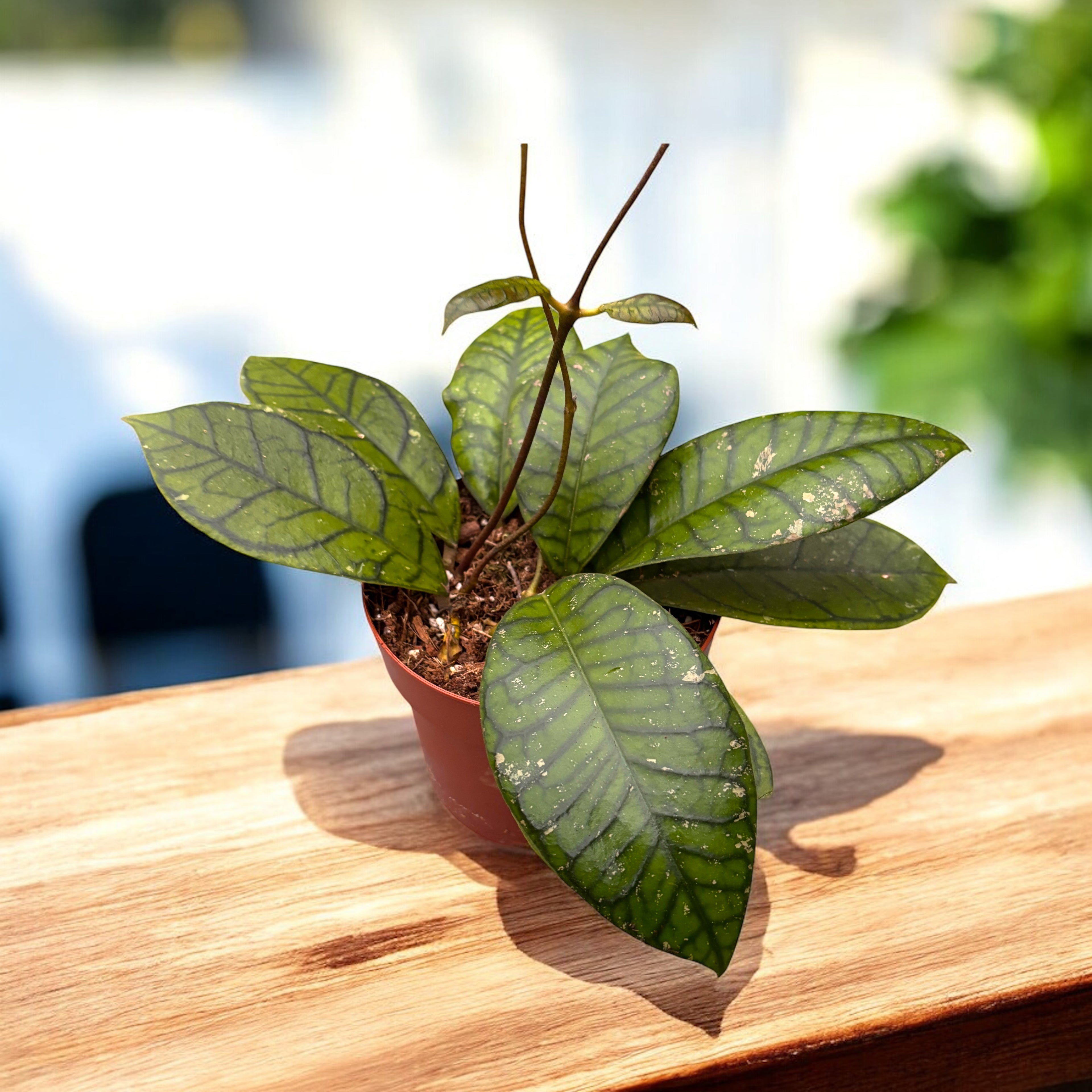 Hoya ranauensis - full pots