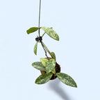 Hoya crassipetiolata 'Splash’ - montata in cochilie ‘Snaily’