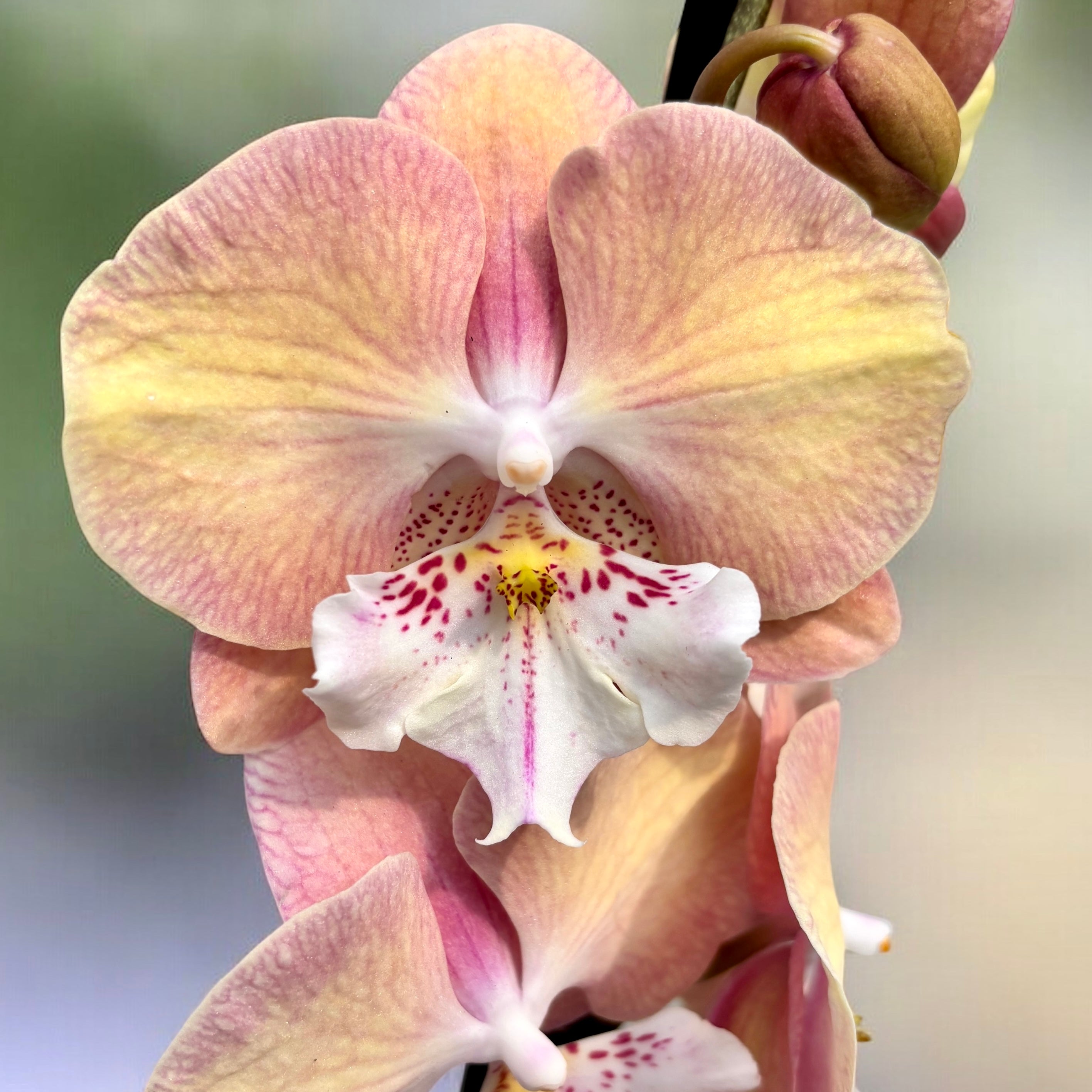 Phalaenopsis 'Rainbow Unicorn' (Tina) veľké pysky – Secret Garden