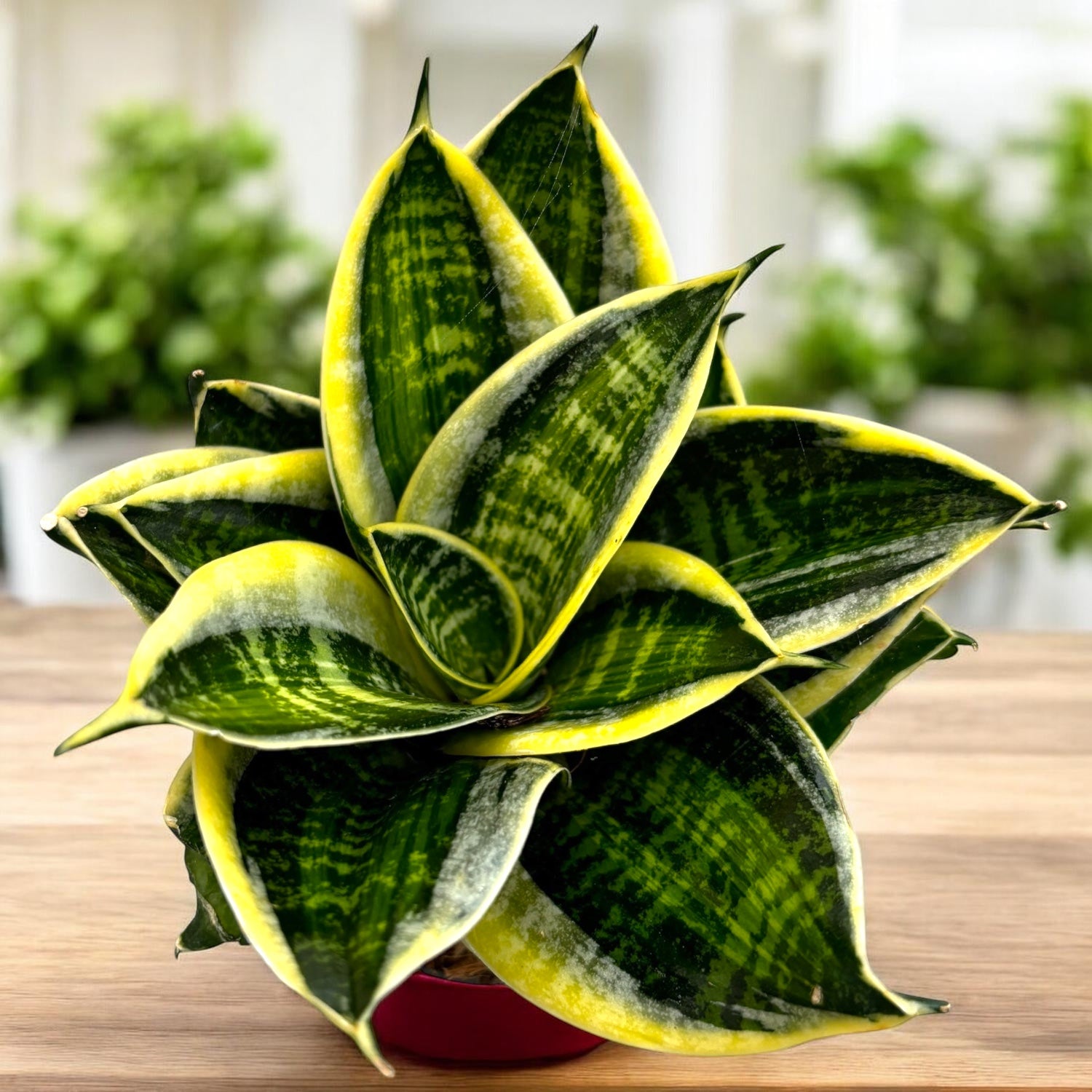 Sansevieria Hahnii 'Superstar'