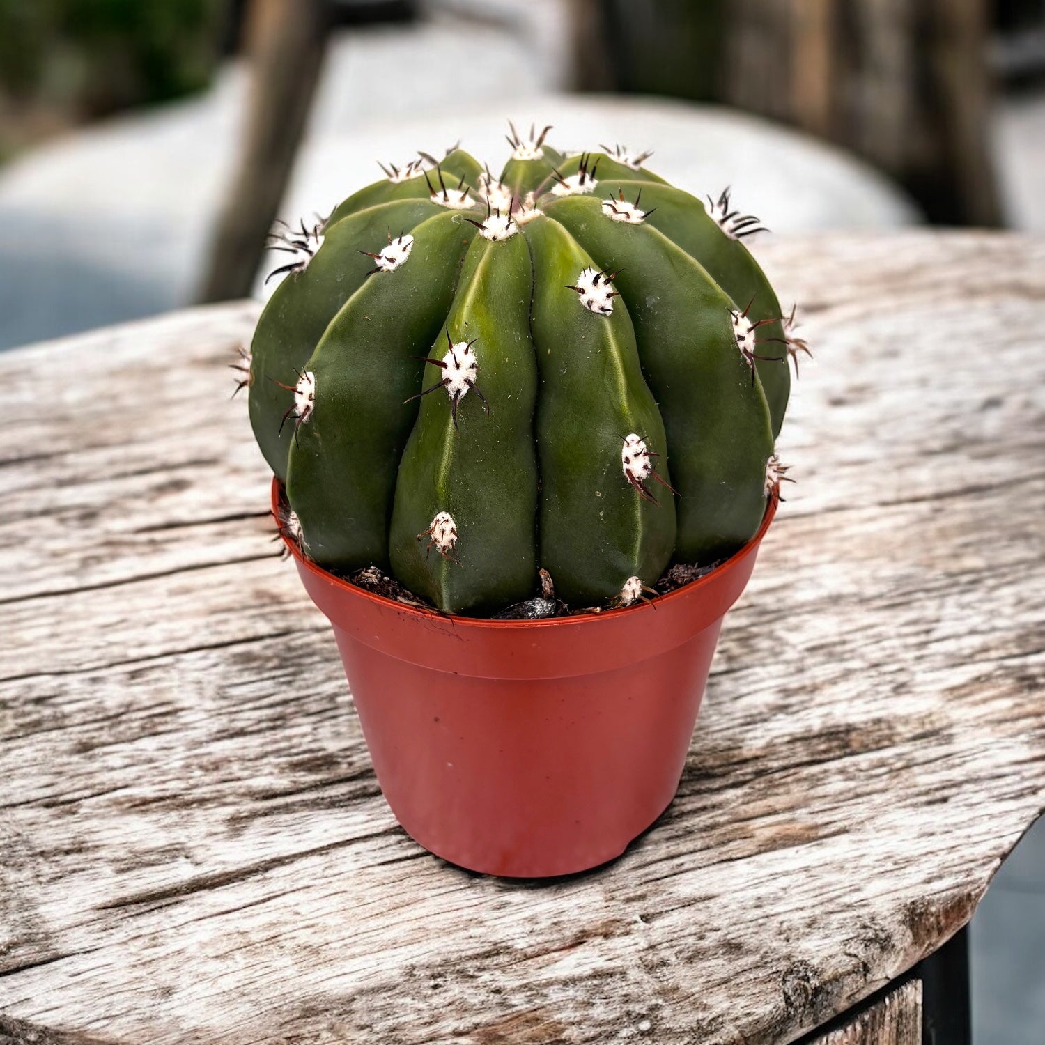 Melocactus maxonii inermis - cactus rar, globular, fara spini, cu cefalium spectaculos