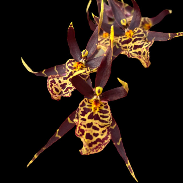 Oncidium (Cyrtocidium) Holm’s Wizard  - variation#05-  parfumat!