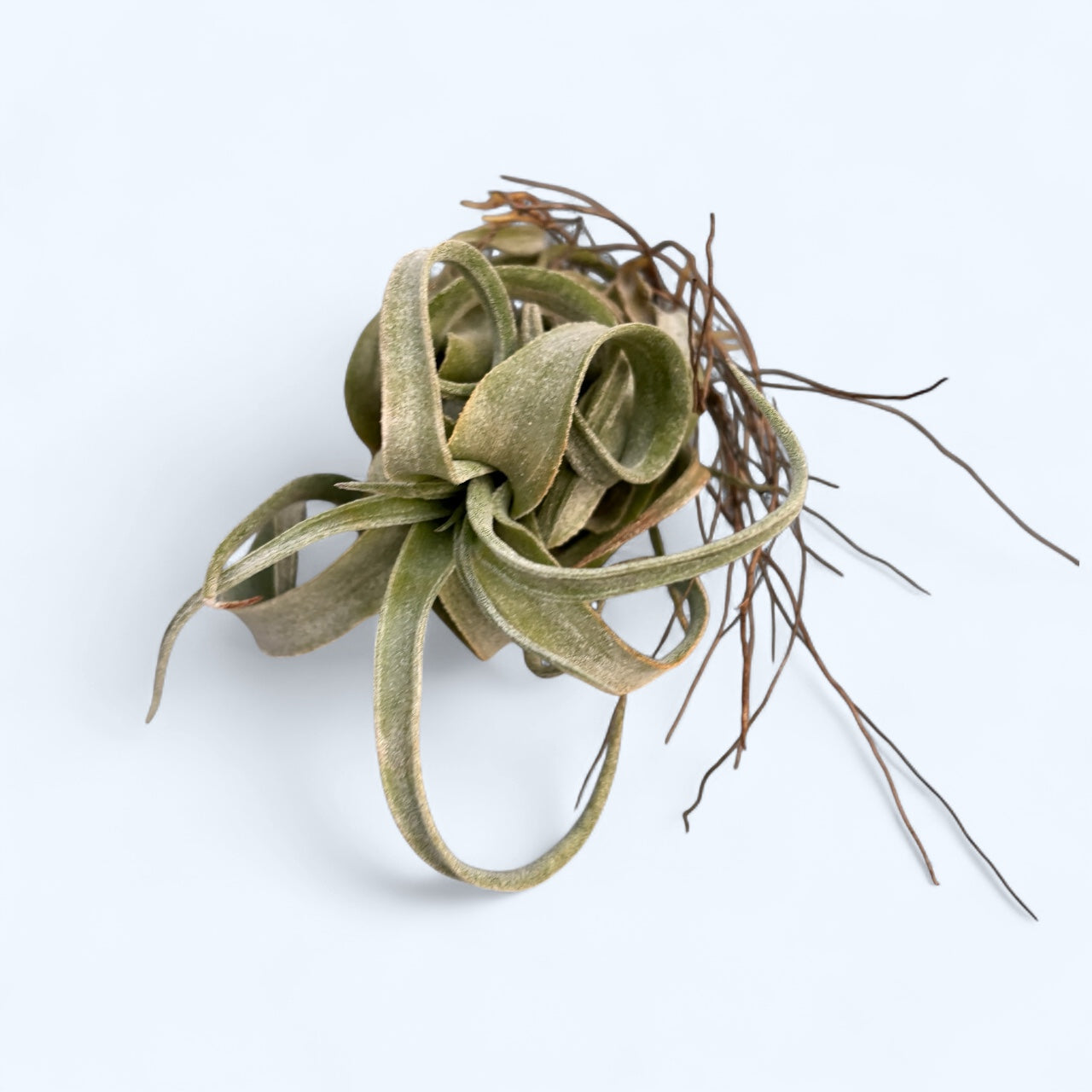 Tillandsia streptophylla - planta aeriana cu frunzis spectaculos