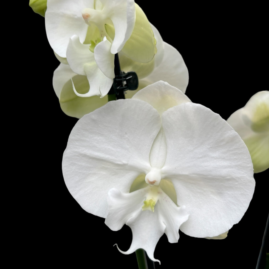 Phalaenopsis Charming Crystal Water veľké pysky